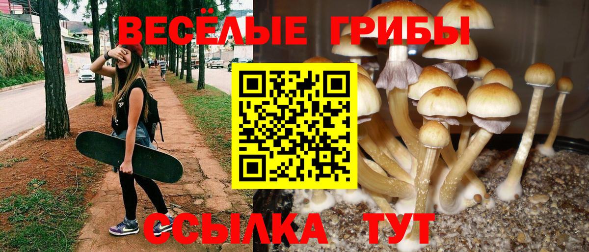 Шадринск  Галлюциногенные грибы MAGIC MUSHROOMS  Вход с VPN 